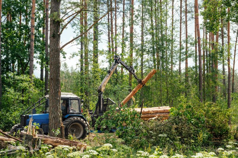 Pine Tree Clearing in Katy, TX